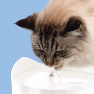 Cat water fountain